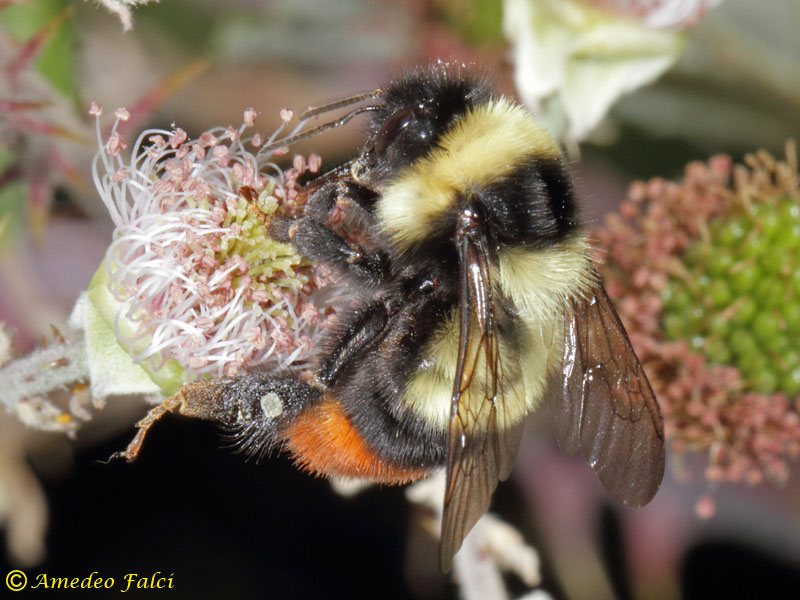 Hymenoptera, Apidae, cfr. Bombus lapidarius decipiens